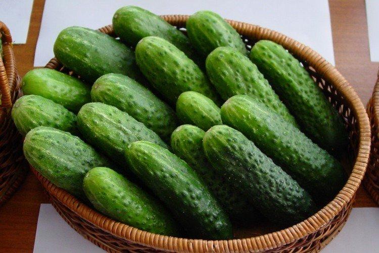 Altai early - Variétés précoces de concombres