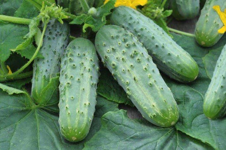 Décapage - Variétés précoces de concombres