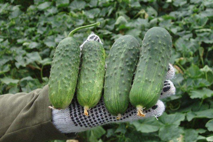 Regal - Variétés tardives de concombres