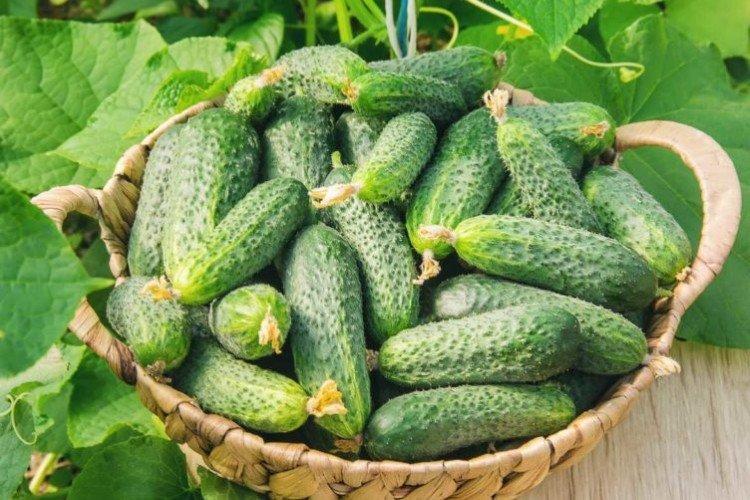 Isid - Variétés tardives de concombres