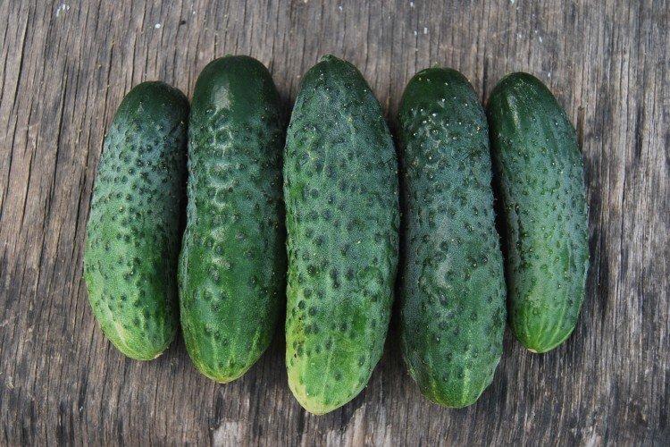 Phoenix - Variétés tardives de concombres