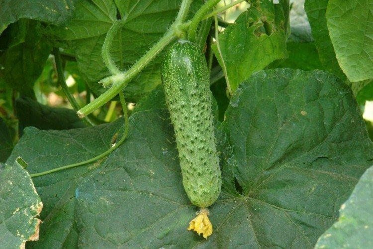 Artiste - Les meilleures variétés de concombres pour serres