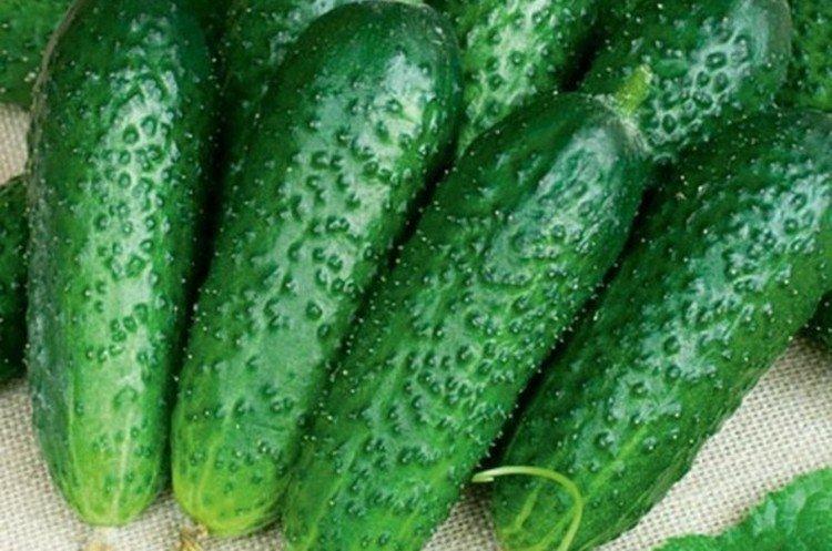 Voronej mi-tardif - Les variétés de concombre les plus productives