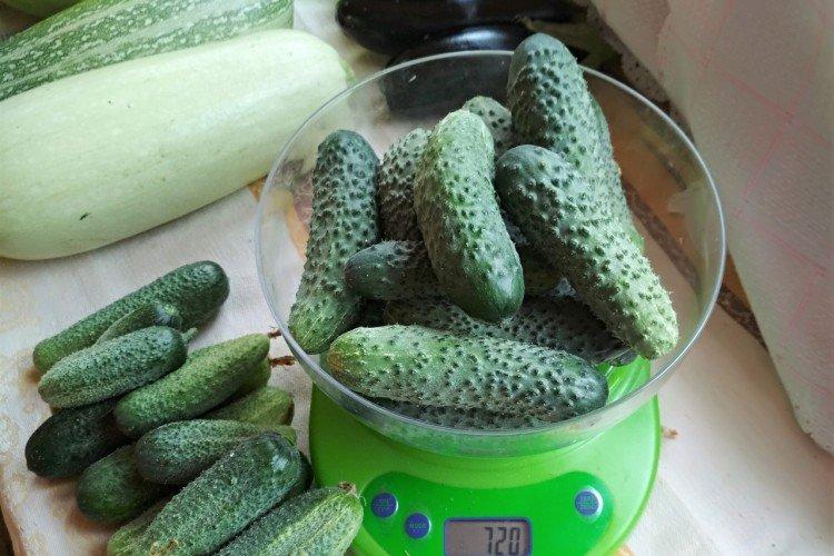 Crunchy - Variétés de concombre les plus productives