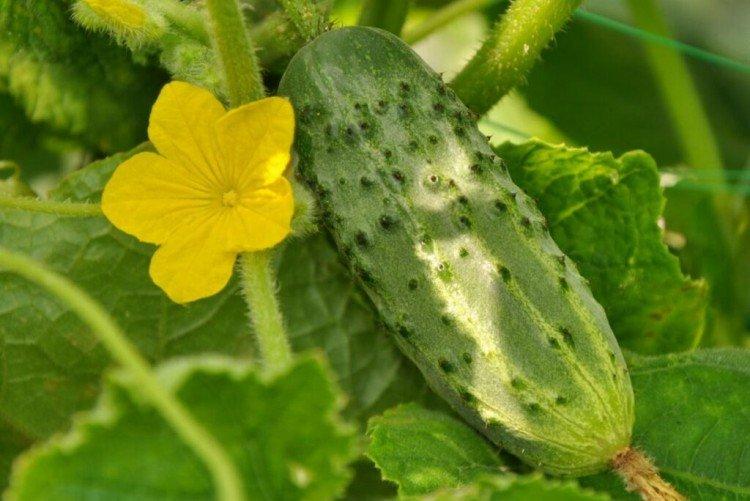 Benefis - Les meilleures variétés de concombres pour la région de Moscou