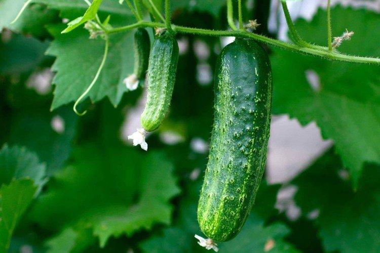Emelya - Les meilleures variétés de concombres pour la région de Moscou