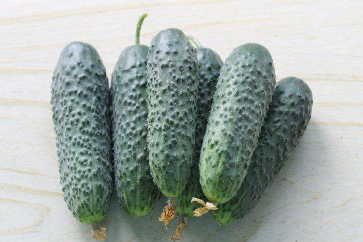 Cupidon - Les meilleures variétés de concombres de la région de Léningrad