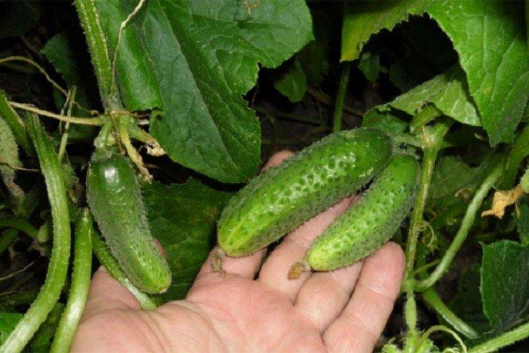 Lilliput - Les meilleures variétés de concombres pour la région de Léningrad