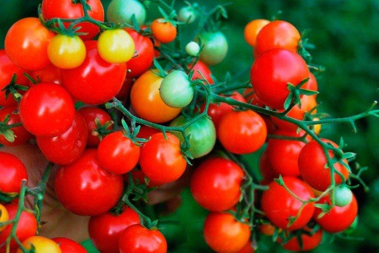 Tini Tim - Variétés de tomates cerises au rendement le plus élevé