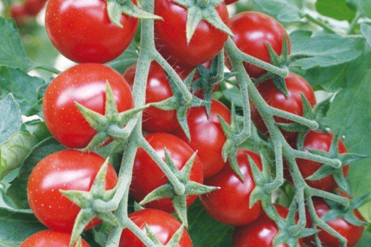 Rose - Variétés de tomates cerises au rendement le plus élevé