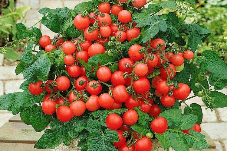 Miracle du balcon - Variétés populaires de tomates cerises pour le rebord de la fenêtre