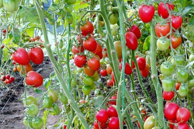 Likopa - Les meilleures variétés de tomates cerises pour la région de Moscou