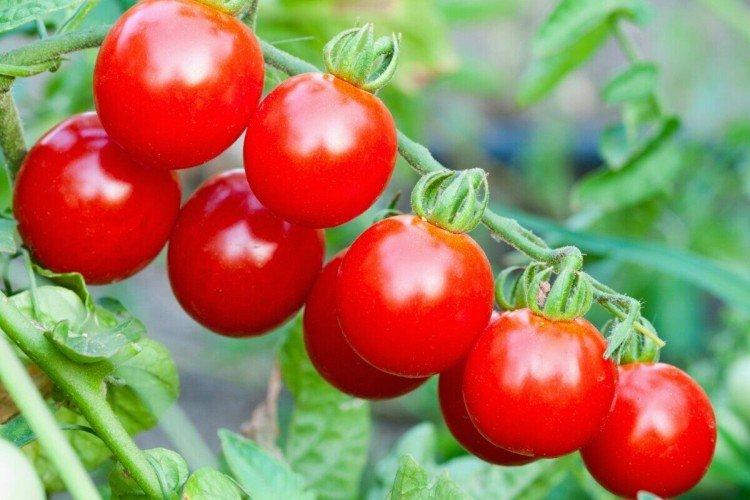 Marishka - Les meilleures variétés de tomates cerises pour la région de Moscou