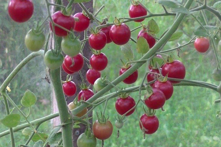 Shalun - Les meilleures variétés de tomates cerises pour l'Oural et la Sibérie