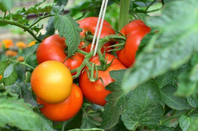 Verlioka - Les variétés de tomates les plus productives de la région de Moscou