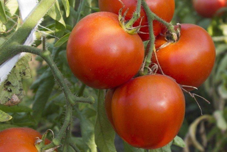 Tyler - Premières variétés de tomates pour la région de Moscou