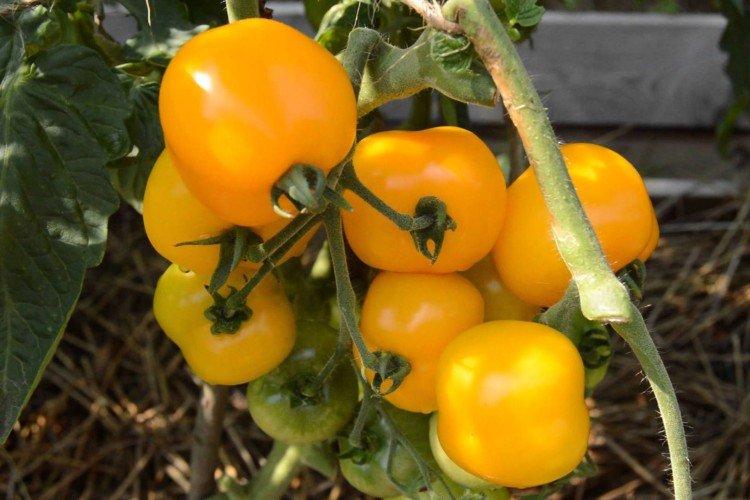 Placer ambre - Premières variétés de tomates pour la région de Moscou