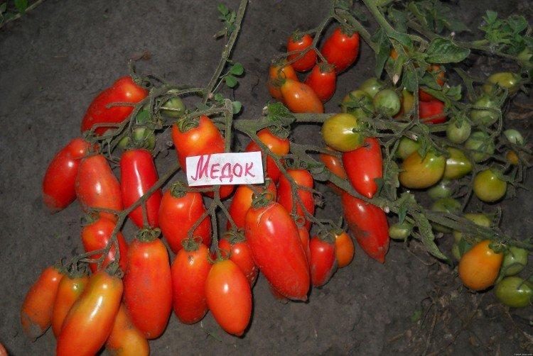 Médoc - Premières variétés de tomates pour la région de Moscou