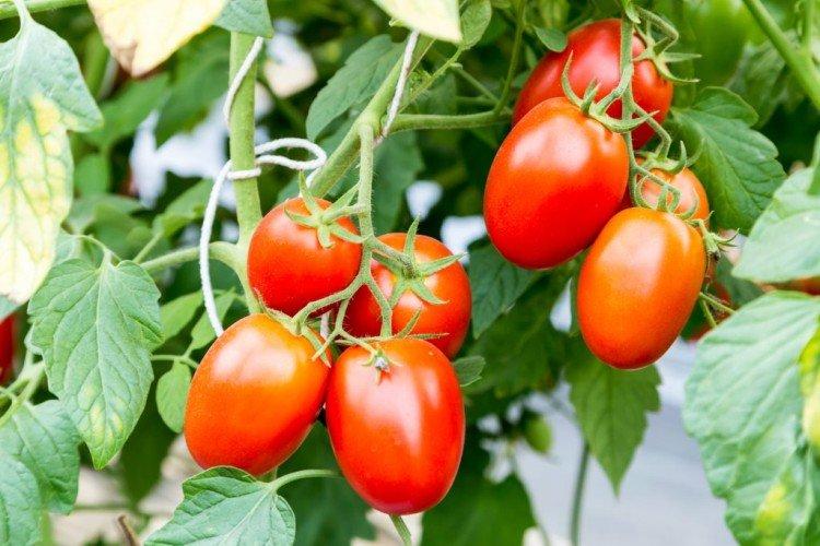 Chio-chio-san - Variétés de tomates de mi-saison pour la région de Moscou