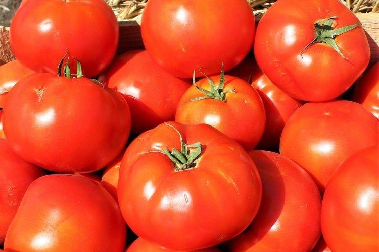 Bobkat - Variétés tardives de tomates pour la région de Moscou
