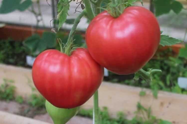 Abakansky - Variétés tardives de tomates pour la région de Moscou