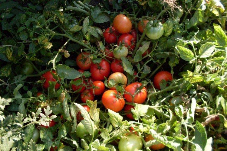 Nain mongol - Variétés de tomates à faible croissance pour la région de Moscou