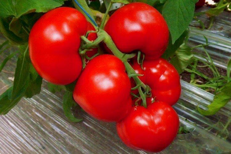 Axel - Grandes variétés de tomates pour la région de Moscou