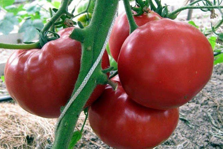 Grandma's Secret - Grandes variétés de tomates pour la région de Moscou