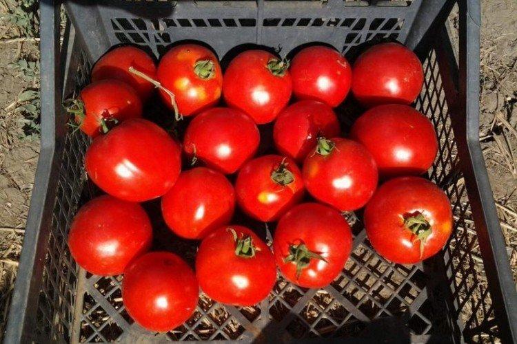 Alenka - Les meilleures variétés de tomates pour serres de la région de Moscou