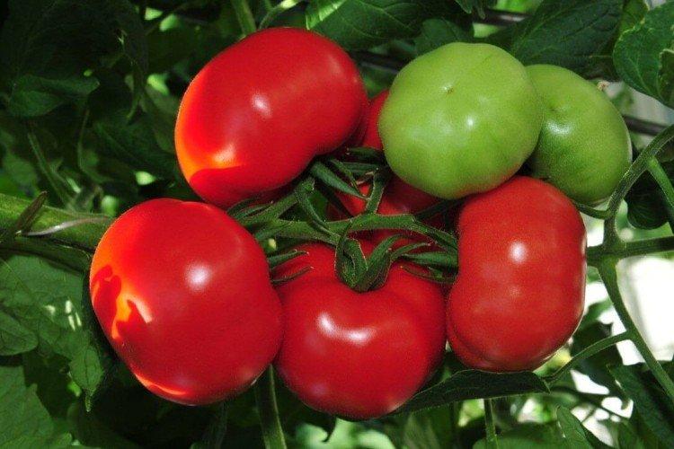 Blagovest - Les meilleures variétés de tomates pour serres de la région de Moscou