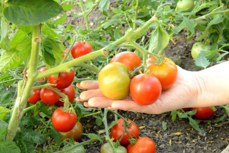 Nain japonais - Variétés de tomates les plus productives pour la serre