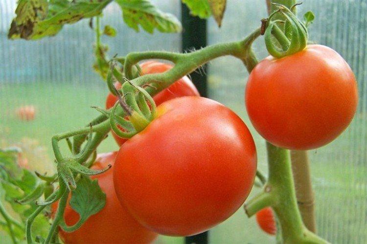 Typhoon - Variétés précoces de tomates pour serres