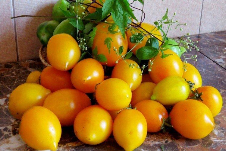 Citrus Garden - Tomates moyennes et tardives pour serres
