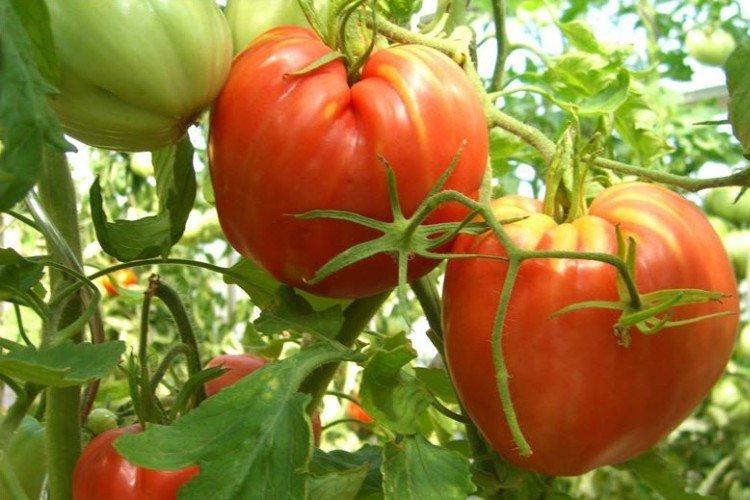 Cardinal - Variétés de tomates à gros fruits pour la serre