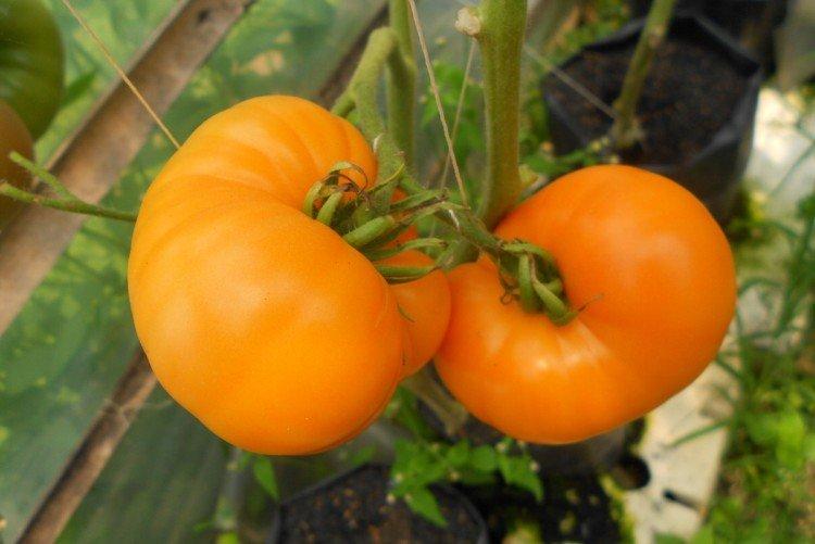 Amana Orange - Variétés de tomates à gros fruits pour la serre
