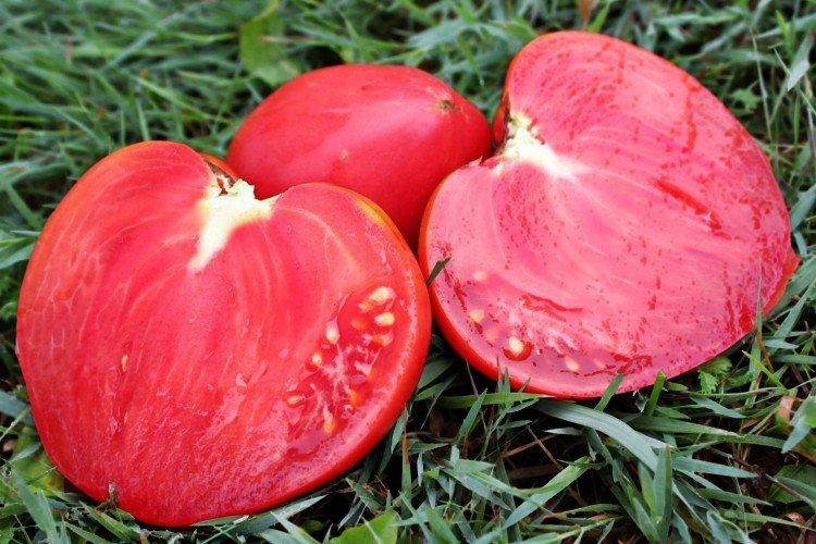 Mazarin - Variétés de tomates à gros fruits pour la serre