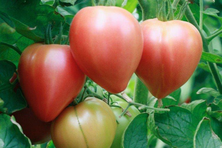 Spam rose - Variétés de tomates roses pour la serre