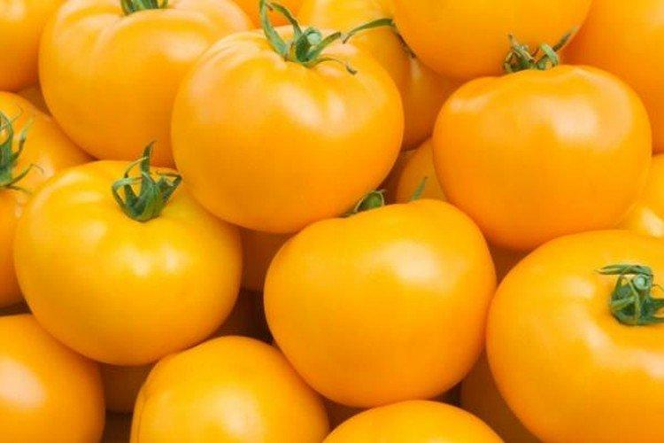 Top dix - Variétés de tomates pour serres qui ne nécessitent pas de pincement