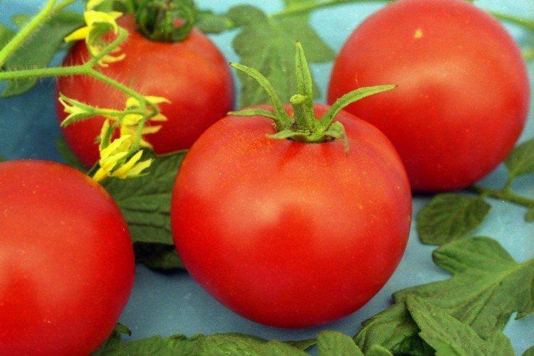 Gina - Les meilleures variétés de tomates pour serres de la région de Moscou