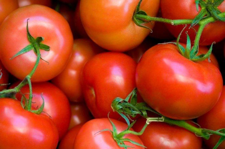 Andromeda - Les meilleures variétés de tomates pour les serres de la région de Moscou