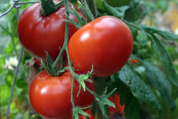 Alaska - Les meilleures variétés de tomates de serre pour l'Oural et la Sibérie