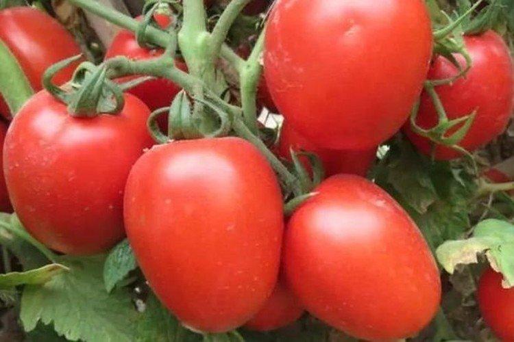 Sis - Variétés tardives de tomates