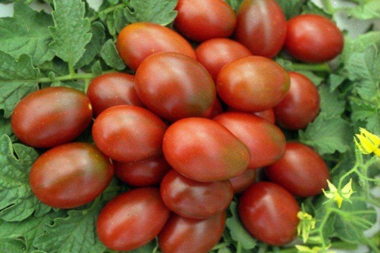 De Barao - Variétés tardives de tomates
