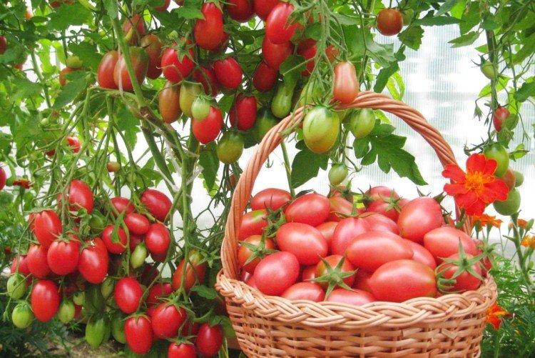 Chio Chio San - Les meilleures variétés de tomates pour les serres