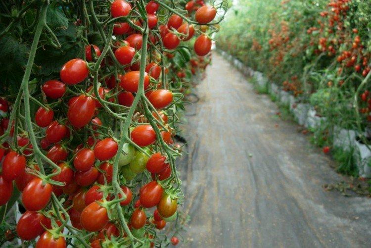 Octopus - Les meilleures variétés de tomates pour les serres