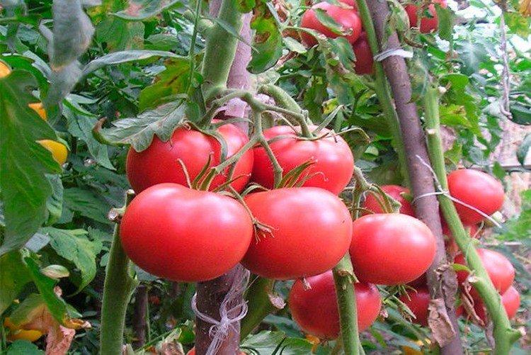 Kasamori - Les meilleures variétés de tomates pour les serres