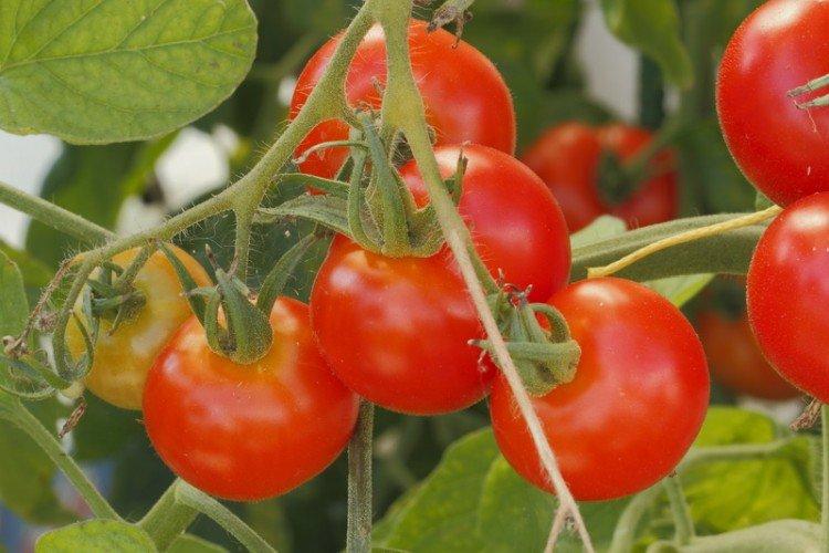 Danna - Les meilleures variétés de tomates pour l'Oural