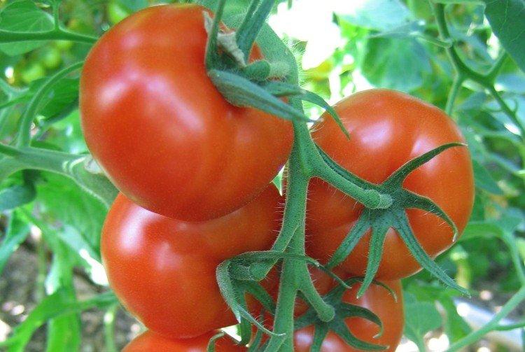 Vyatich - Les meilleures variétés de tomates pour l'Oural
