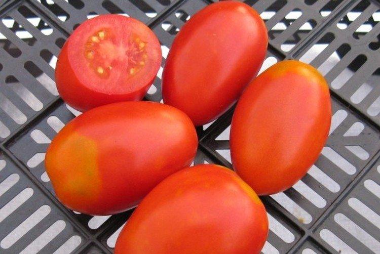 Aquarelle - Les meilleures variétés de tomates pour la Sibérie
