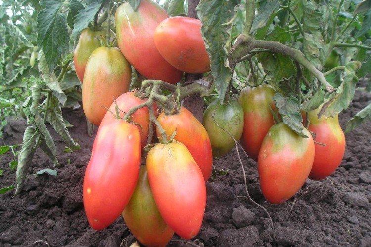 Ballerina - Les meilleures variétés de tomates pour la Sibérie